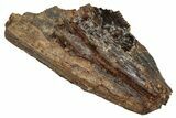 Tyrannosaur Tooth Fragment - Judith River Formation #276510-1